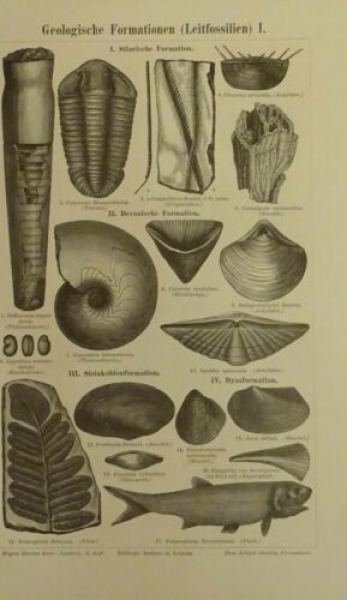 1898 - Geologische Formationen, Leitfossilien, alter Druck